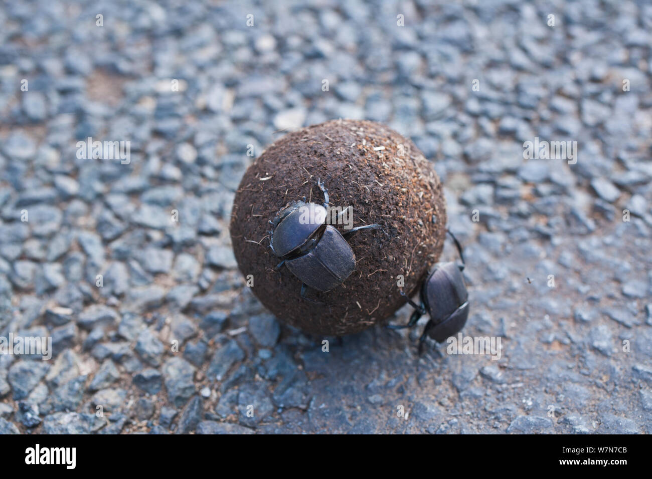 Dung Beetles (Scarabaeus aeratus) rolling a ball of dung. Umfolozi-Hluhluwe National Park, South Africa, October. Stock Photo