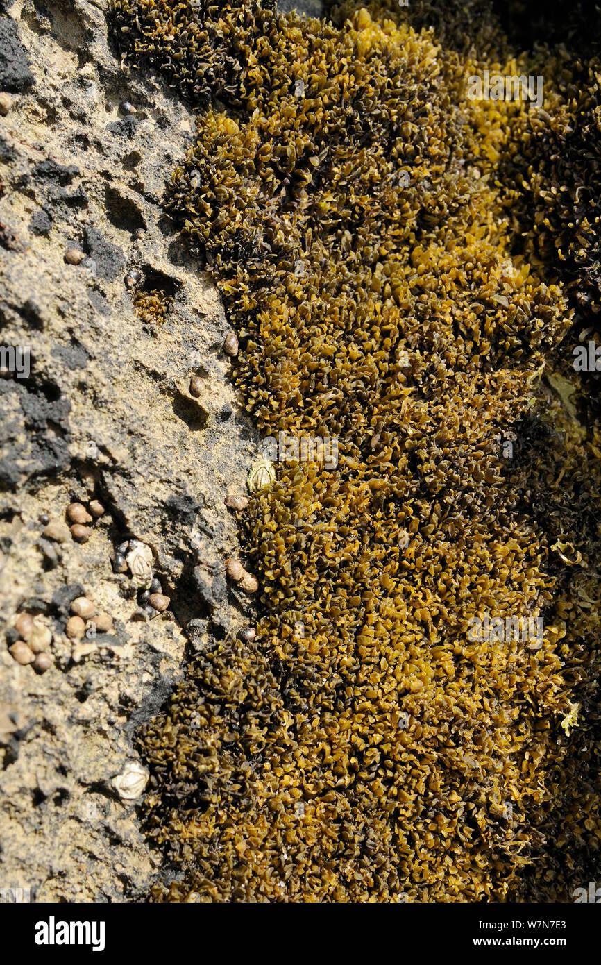 A small red alga (Catenella caespitosa) growing in crevices in limestone rocks high on the shoreline, exposed at low tide. Rhossili, The Gower Peninsula, UK, July. Stock Photo