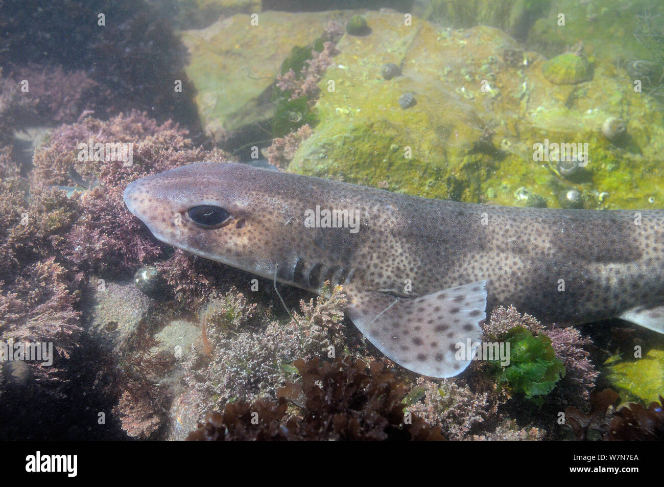 Close up of Lesser spotted catshark / Dogfish (Scyliorhinus canicula) resting on floor of a rockpool among Coralweed (Corallina officinalis) low on the shore. Rhossili, The Gower peninsula, UK, July. Stock Photo