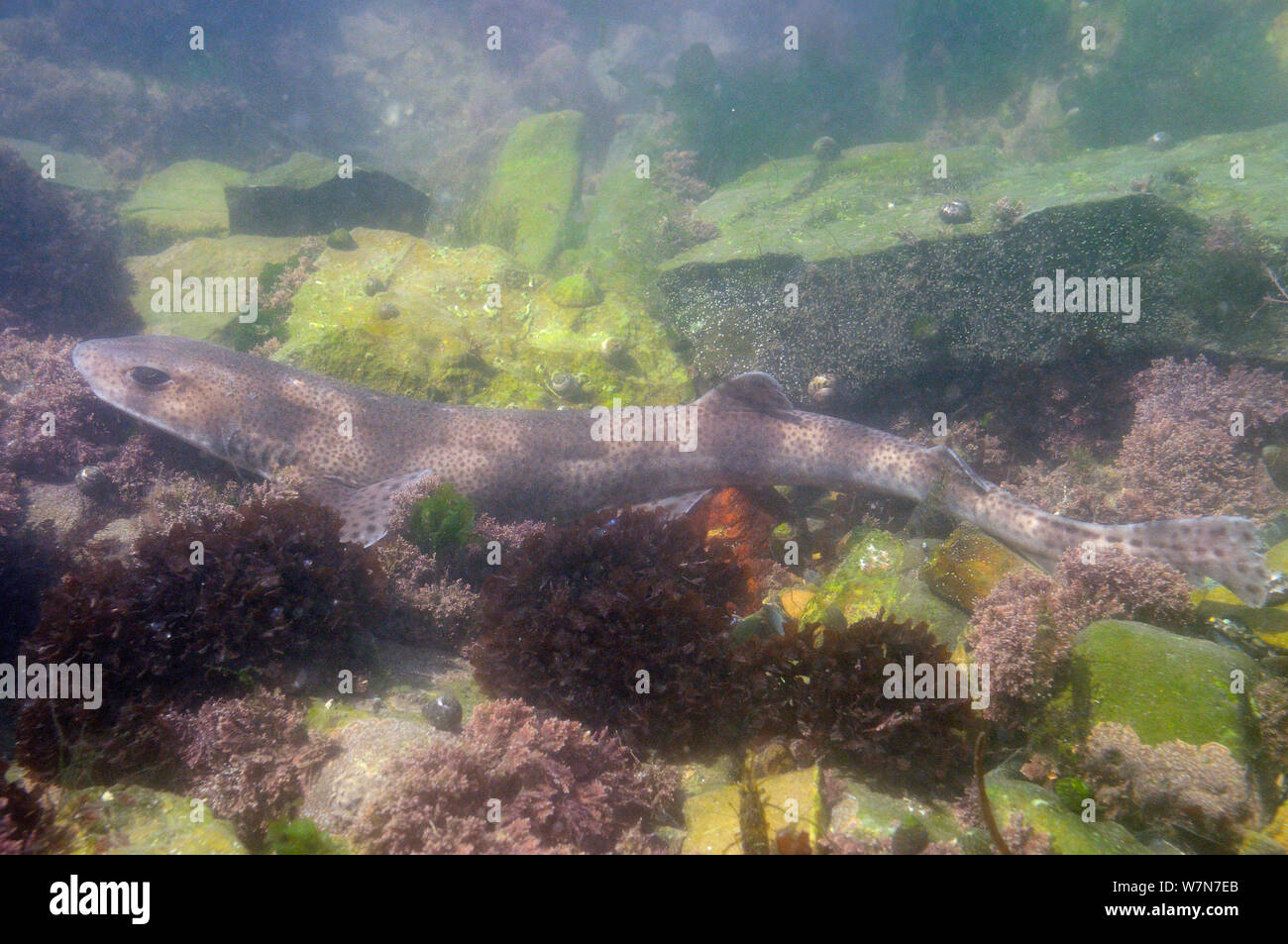 Lesser spotted catshark / Dogfish (Scyliorhinus canicula) resting on
