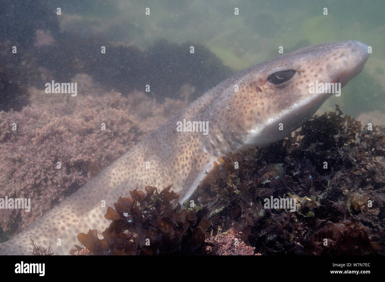 Close up of Lesser spotted catshark / Dogfish (Scyliorhinus canicula) resting on floor of a rockpool among Irish moss / Carrageen (Chondrus crispus) and Coralweed (Corallina officinalis). Rhossili, The Gower peninsula, UK, July. Stock Photo