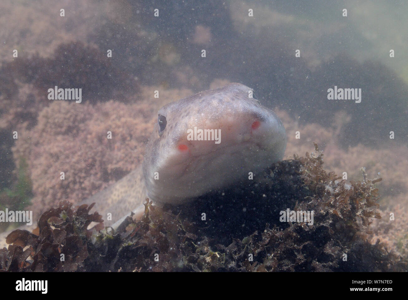 Close up head-on view of a Lesser spotted catshark / Dogfish (Scyliorhinus canicula) resting on floor of a rockpool low on the shore. Rhossili, The Gower peninsula, UK, July. Stock Photo