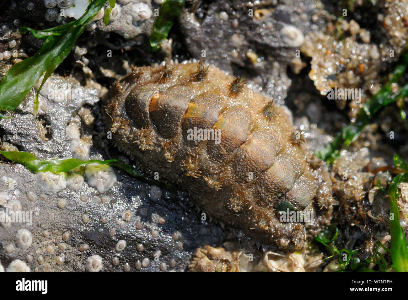 Bristled chiton (Acanthochitona crinitus) attached to rocks exposed at low tide, Rhossili, The Gower Peninsula, UK, July. Stock Photo