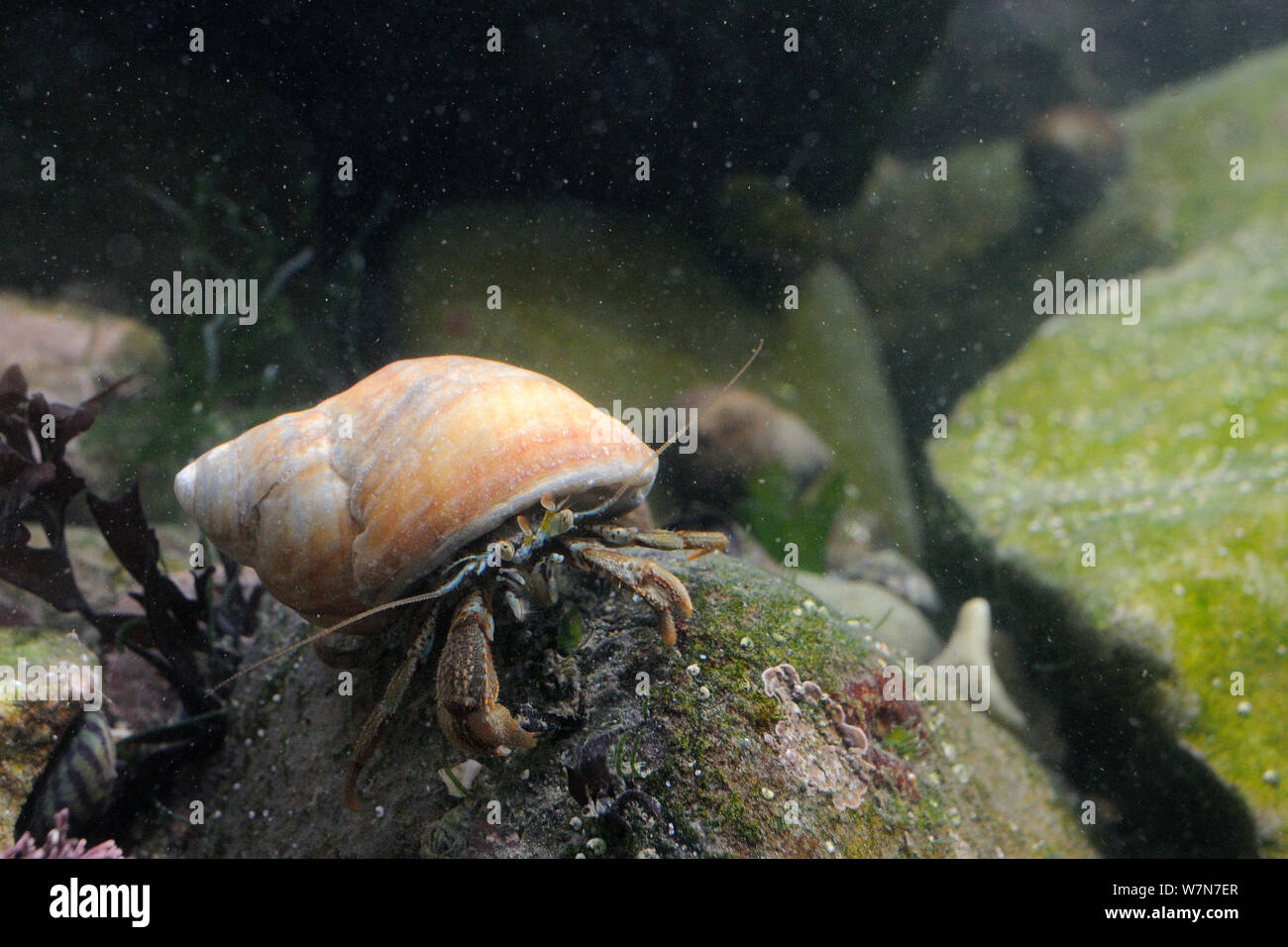 Head on view of Common Hermit crab (Pagurus bernhardus) in a Dog whelk ...