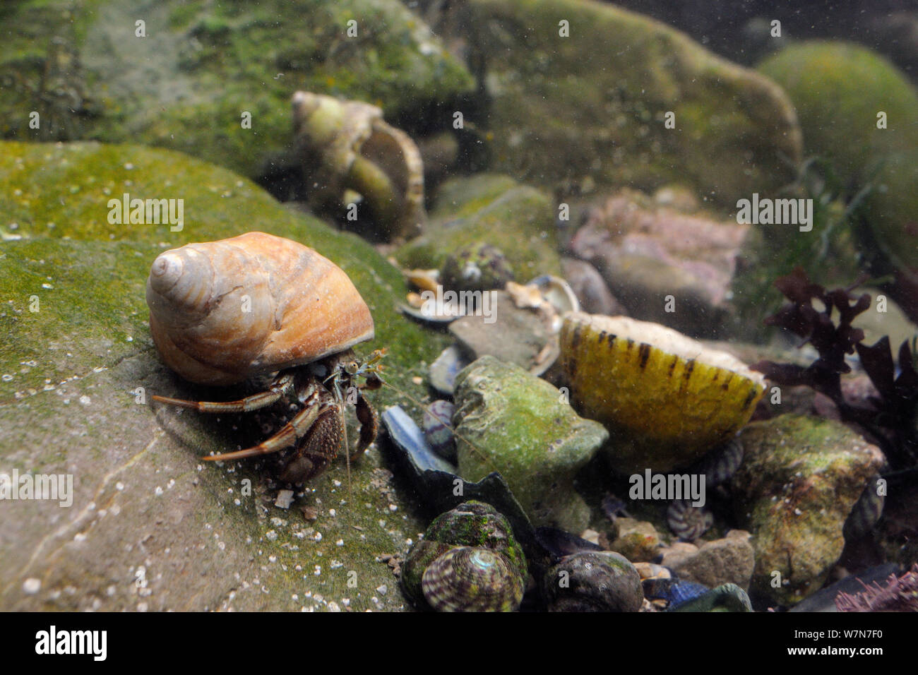 Common Hermit crab (Pagurus bernhardus) in a Dog whelk shell crawling ...