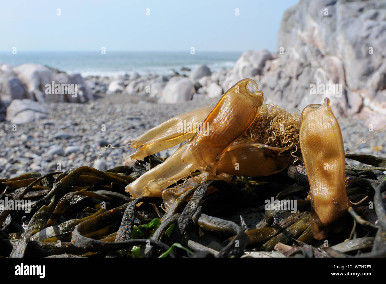 Several Mermaid's purse egg cases of Lesser spotted catshark / Dogfish (Scyliorhinus canicula) on seaweed washed up shore. Rhossili, The Gower peninsula, UK, July. Stock Photo