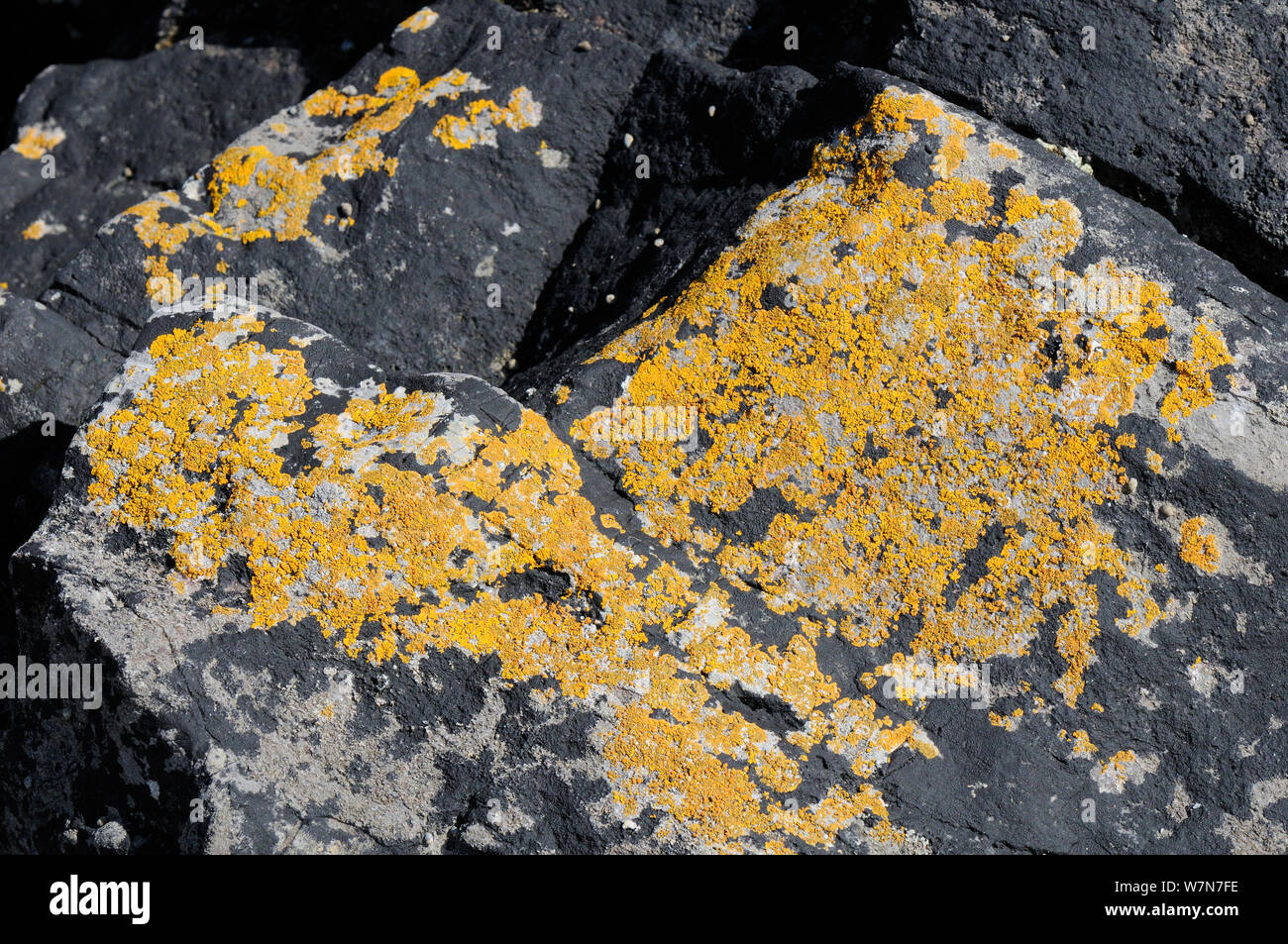 Limestone rocks high just above the high tide line with patches of Common orange lichen (Xanthoria parietina) and Black Tar lichen (Hydropunctaria maura / Verrucaria maura). Rhossili, The Gower Peninsula, UK, July. Stock Photo