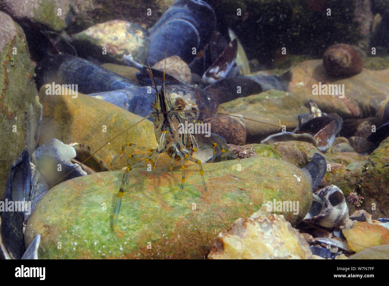 Common prawn (Palaemon serratus) foraging among boulders and shells of Comon periwinkles (Littorina littorea), Rhossili, The Gower Peninsula, UK, July. Stock Photo