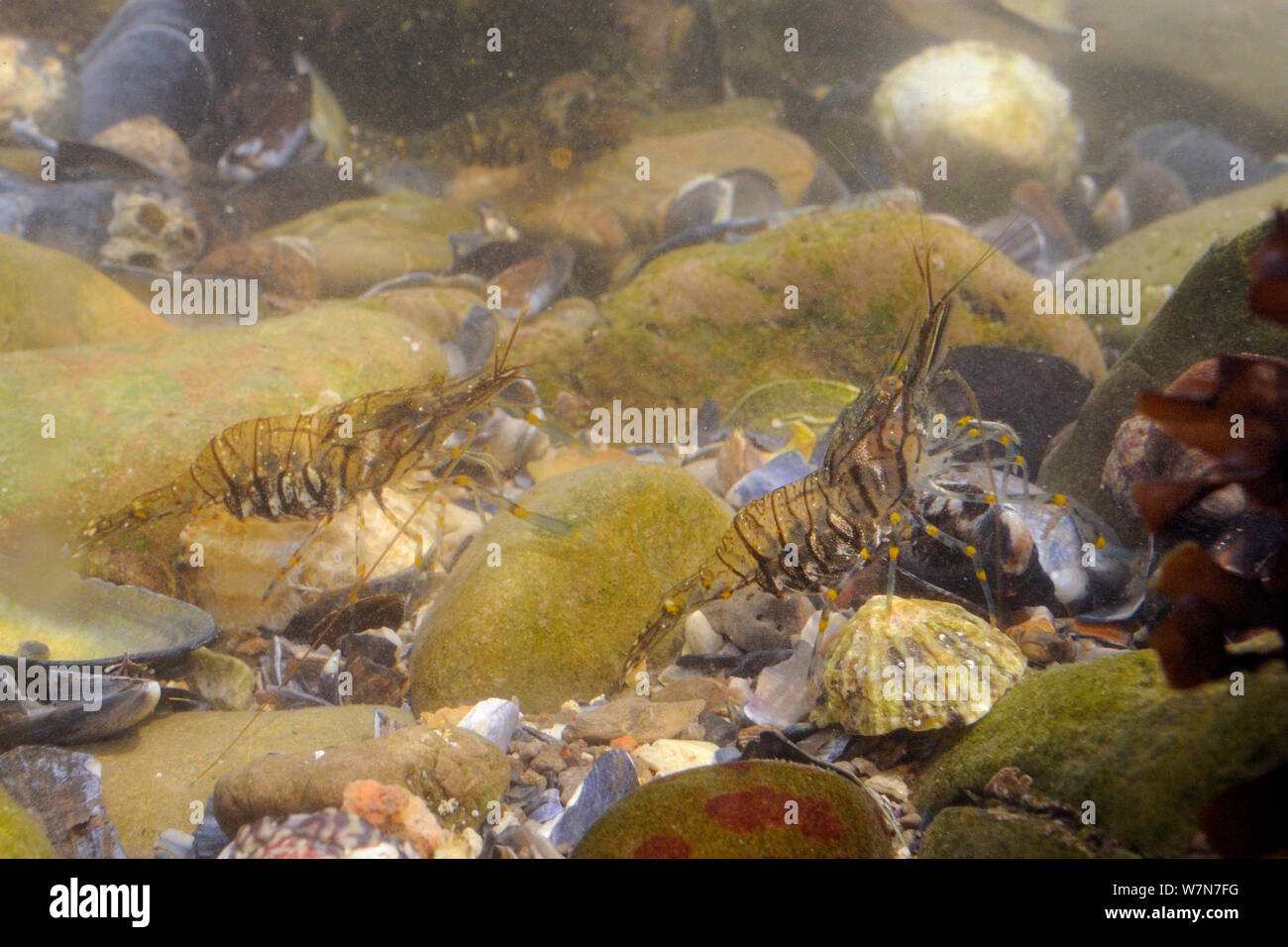 Two Common prawns (Palaemon serratus) foraging among boulders and shell fragments in a rockpool. Rhossili, The Gower Peninsula, UK, July. Stock Photo
