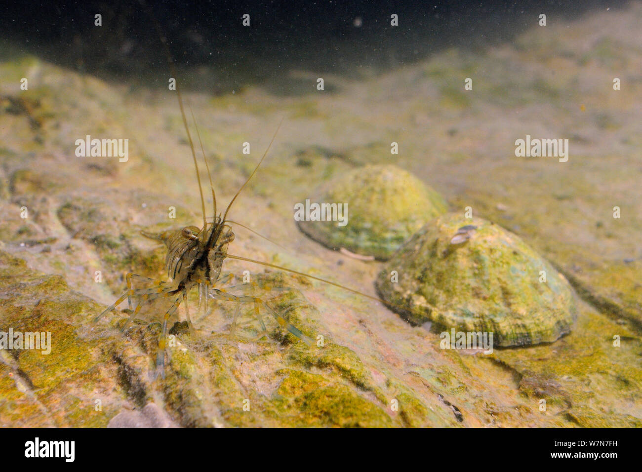 Common prawn (Palaemon serratus) foraging on an algal covered boulder in a rockpool near two Common limpets (Patella vulgata). Rhossili, The Gower Peninsula, UK, July. Stock Photo