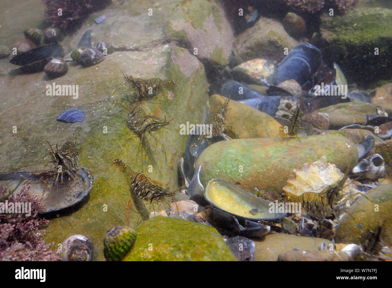 Group of Common prawns (Palaemon serratus) foraging among boulders and shell fragments in a rockpool. Rhossili, The Gower Peninsula, UK, July. Stock Photo