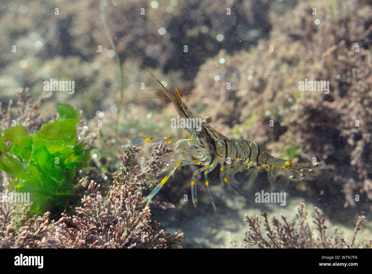 Common prawn (Palaemon serratus) swimming in a rockpool among Coralweed (Corralina officinalis) and Sea Lettuce / Sea Laver (Ulva lactuca). Rhossili, The Gower Peninsula, UK, July. Stock Photo