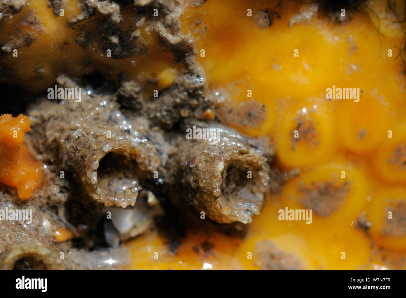 Ross worm tubes (Sabellaria spinulosa) attached to limestone rock eroded by Yellow boring sponge colony (Cliona celata) exposed on a low spring tide. Rhossili, The Gower peninsula, UK, July. Stock Photo