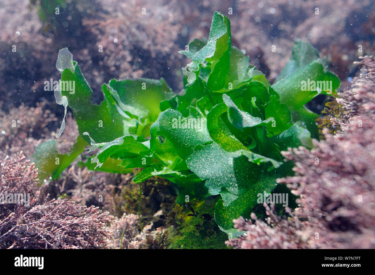 Sea lettuce / Green laver (Ulva lactuca) growing in a rockpool alongside Coralweed (Corallina officinalis). Rhossili, The Gower Peninsula, UK, July. Stock Photo
