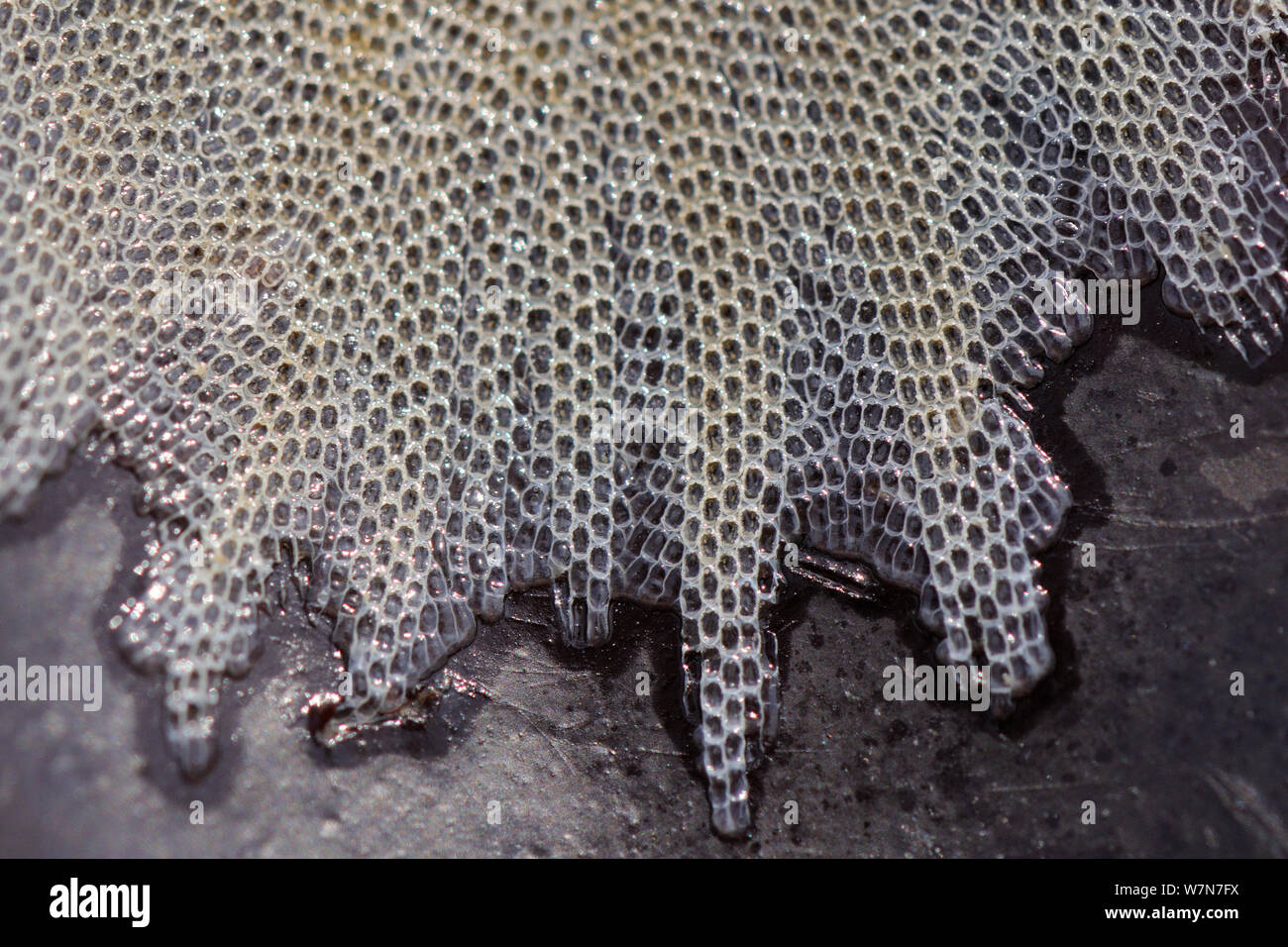 Close up of Frosty sea mat (Electra pilosa) bryozoan colony growing on frond of Dulse (Palmaria palmata) red alga exposed on a low spring tide. Rhossili, The Gower Peninsula, UK, July. Stock Photo