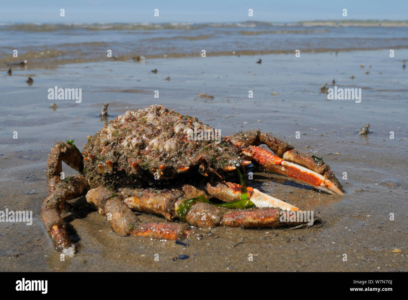 Moulted carapace and legs of Common spider crab / Spiny spider crab (Maja brachydactyla / Maja squinado) washed up on sandy beach. Rhossili Bay, The Gower Peninsula, UK, July. Stock Photo