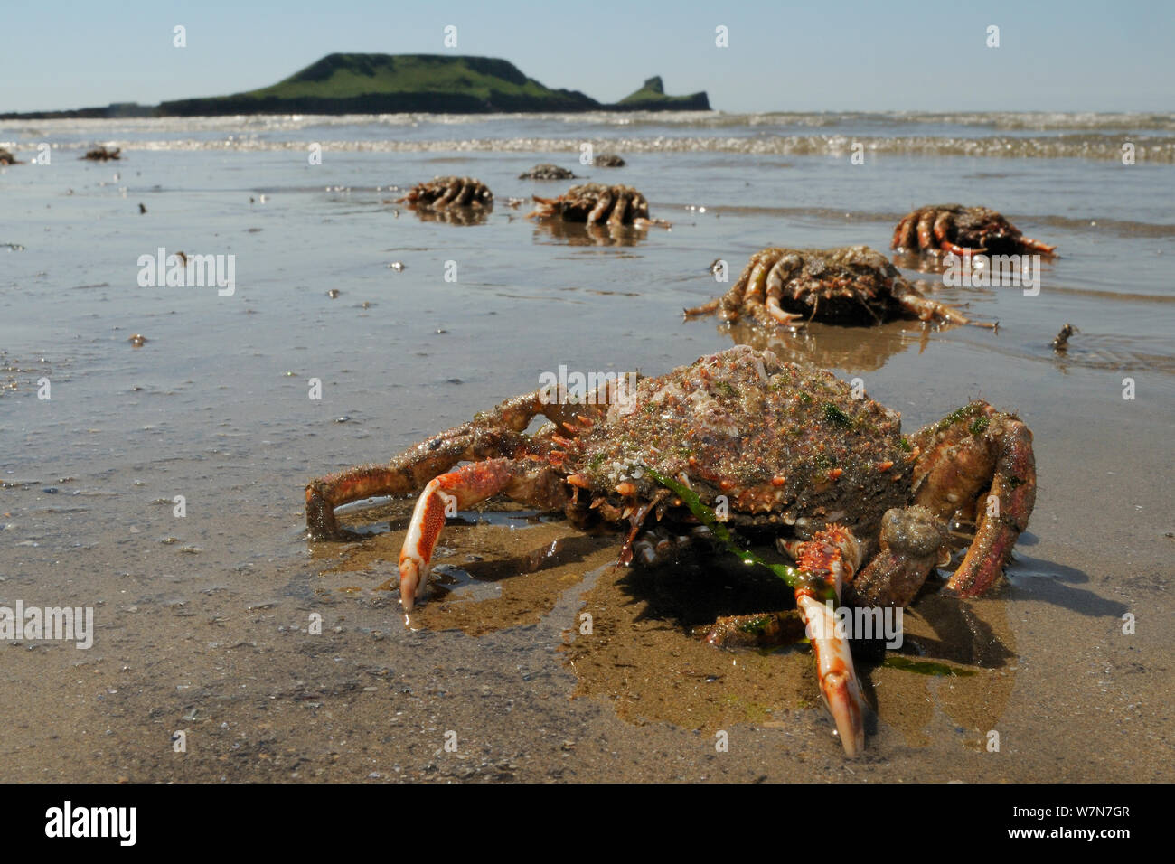 Moulted crarapaces and legs of Common spider crabs / Spiny spider crabs (Maja brachydactyla / Maja squinado) and moulted carapaces washed up on Rhossili Bay, with the Worm's Head in the background, The Gower Peninsula, UK, July. Stock Photo