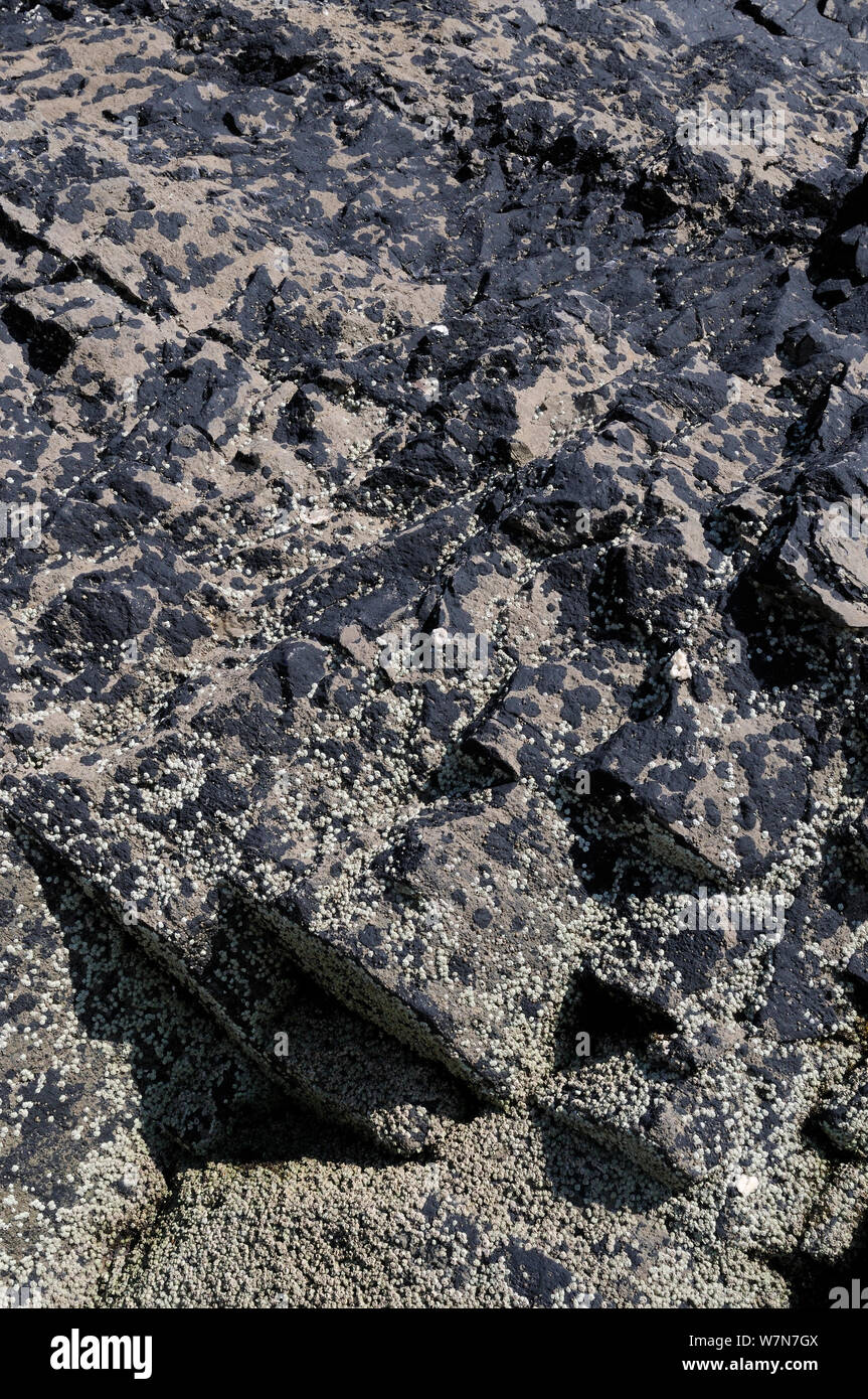 Black tar lichen hydropunctaria maura hi-res stock photography and ...