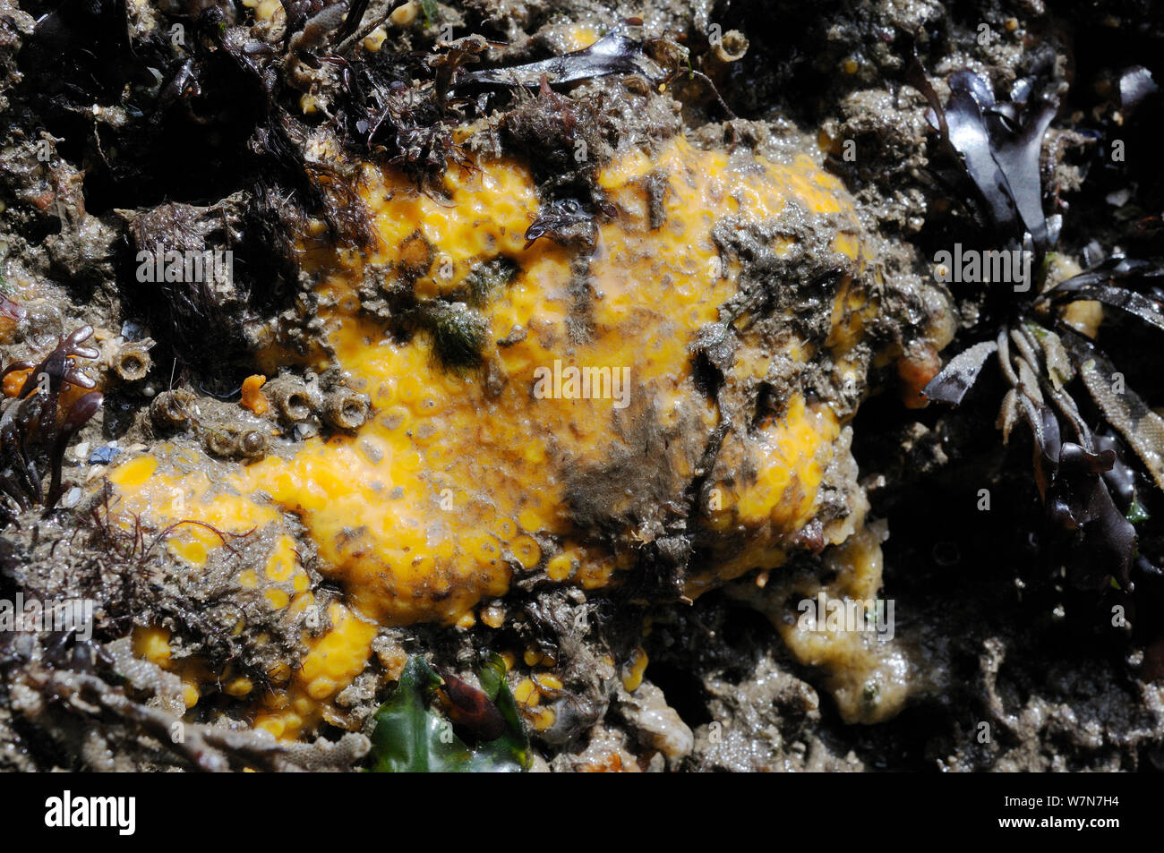 Yellow boring sponge (Cliona celata) and Ross worm tubes (Sabellaria spinulosa) on limestone rocks exposed on a low spring tide. Rhossili, The Gower peninsula, UK, July. Stock Photo