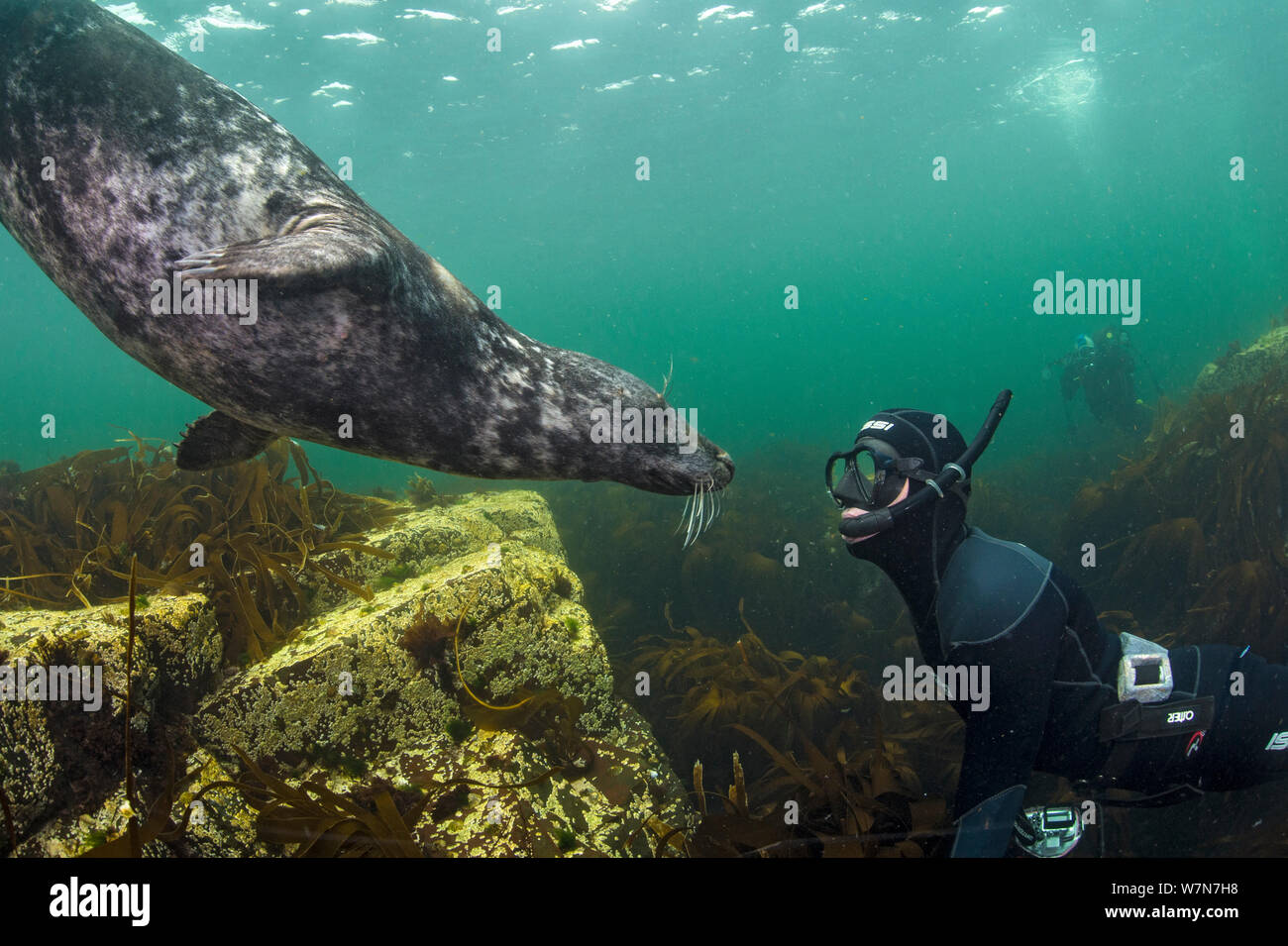 Grey seal (Halichoerus grypus) swimming up to a snorkeller, Farne Islands, Northumberland, England, UK, July. Model released. Stock Photo