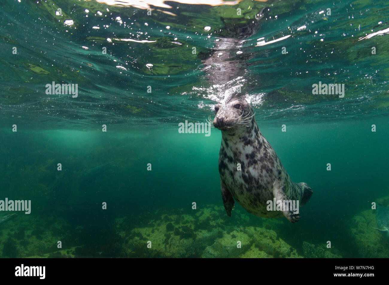 Female Grey seal (Halichoerus grypus) submerging after taking a breath at the surface, Farne Islands, Northumberland, England, UK, July Stock Photo