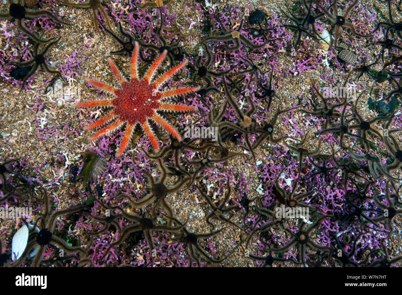 Common sunstar (Crossaster papposus) hunting fleeing Brittlestars (Ophiopetra) on Maerl (Lithothamnion glaciale) encrusted rock, Loch Carron, Ross and Cromarty, Scotland, UK, April. Stock Photo