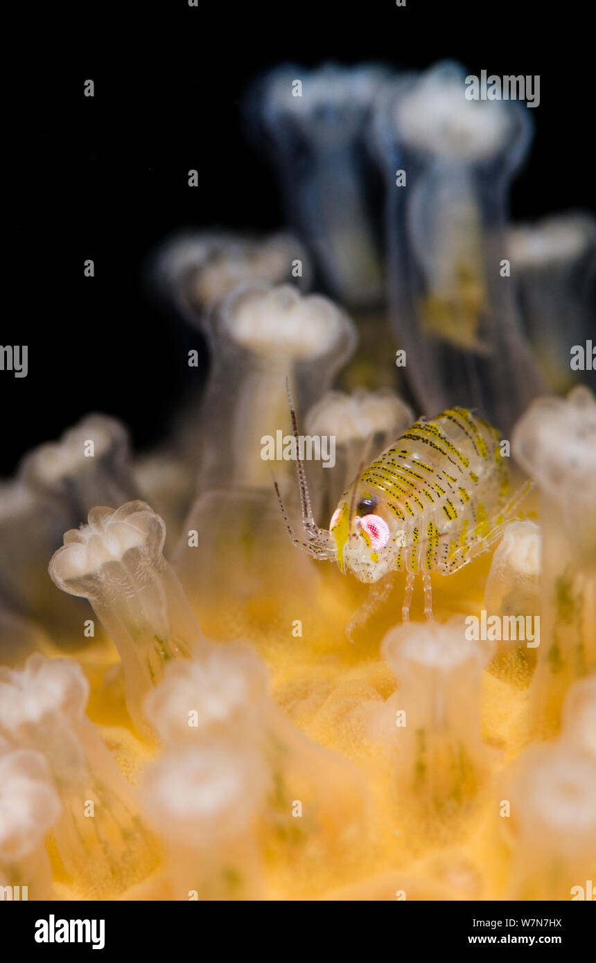 Amphipod (Iphimedia obesa) on top of a colony of Deadman's fingers (Alcyonium digitatum) coral, Loch Carron, Ross and Cromarty, Scotland, UK, April. Stock Photo