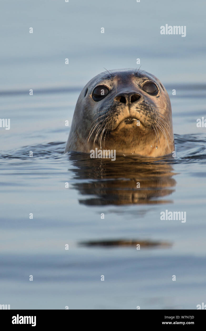 Common seal (Phoca vitulina) at the surface, Cairns of Coll, Inner Hebrides, Scotland, UK, June. Stock Photo
