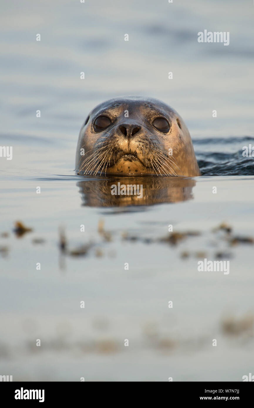 Common seal (Phoca vitulina) at the surface, Cairns of Coll, Inner Hebrides, Scotland, UK, June. Stock Photo