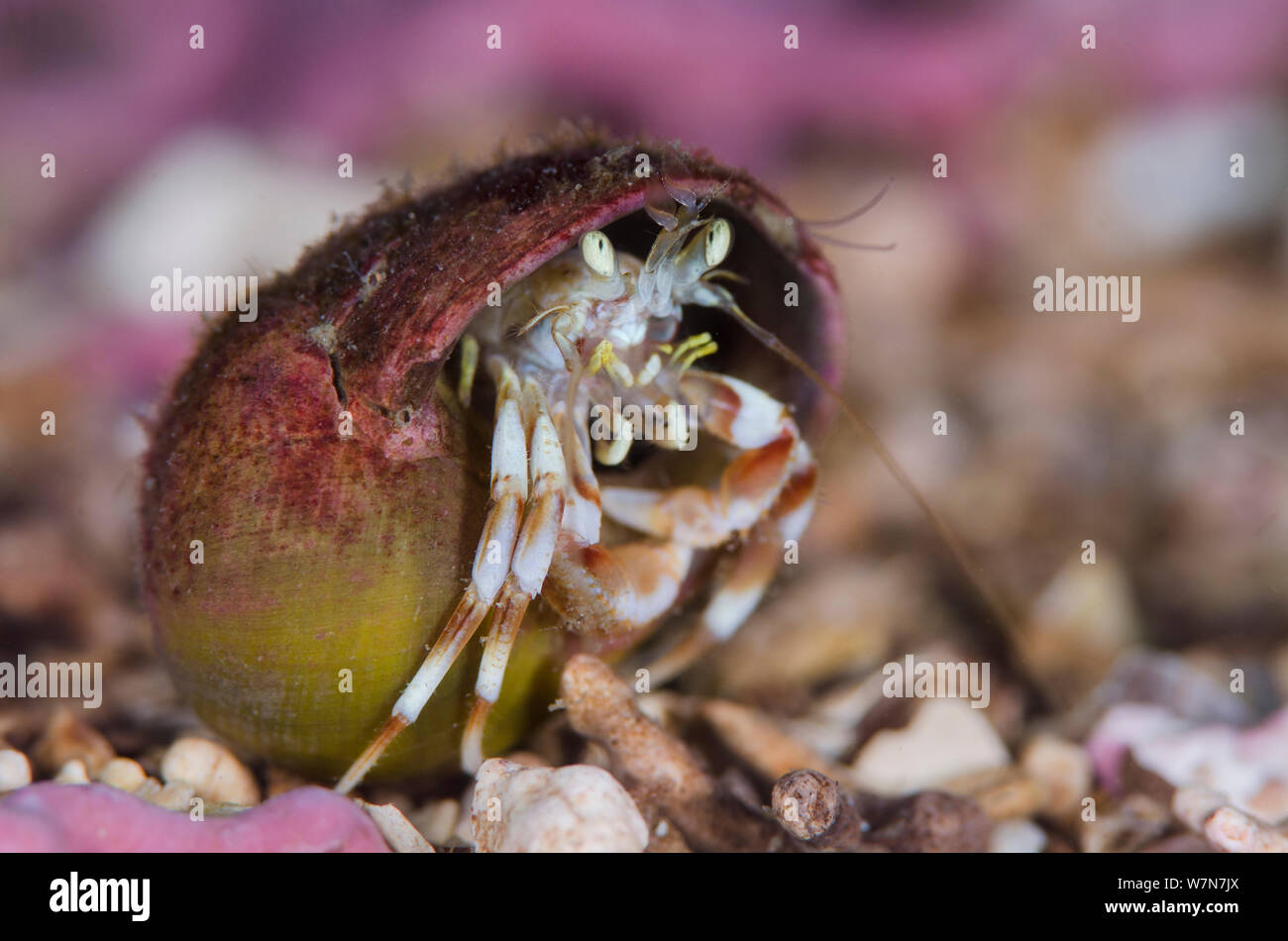 Common hermit crab (Pagurus bernhardus), Loch Carron, Ross and Cromarty, Scotland, UK, April Stock Photo