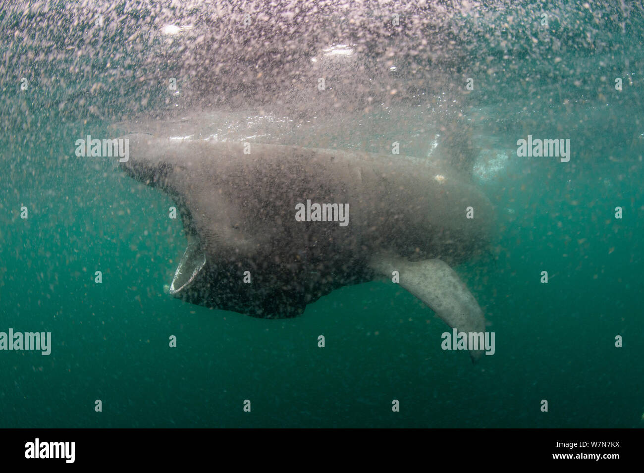 Basking shark (Cetorhinus maximus) feeding at the surface in a thick soup of copepod zooplankton (Calanus finmarchicus), Cairns of Coll, Inner Hebrides, Scotland, UK, June Stock Photo