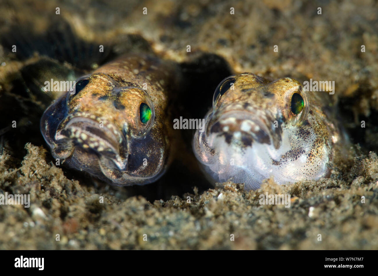 Pair of Painted gobies (Pomatoschistus pictus) mating and laying eggs in a burrow, the darker coloured fish is the male, Loch Creran, Oban, Scotland, UK, June Stock Photo