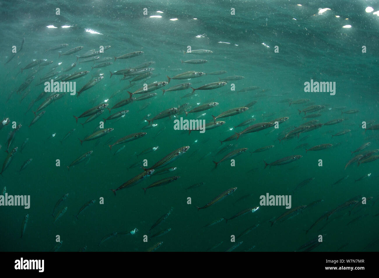 School of Atlantic mackerel (Scomber scombrus) at the surface, feeding on zooplankton, Isle of Coll, Inner Hebrides, Scotland, UK, June. Stock Photo