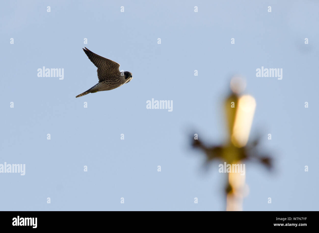 Juvenile Peregrine Falcon (Falco peregrinus) in flight. Central London, September. Stock Photo