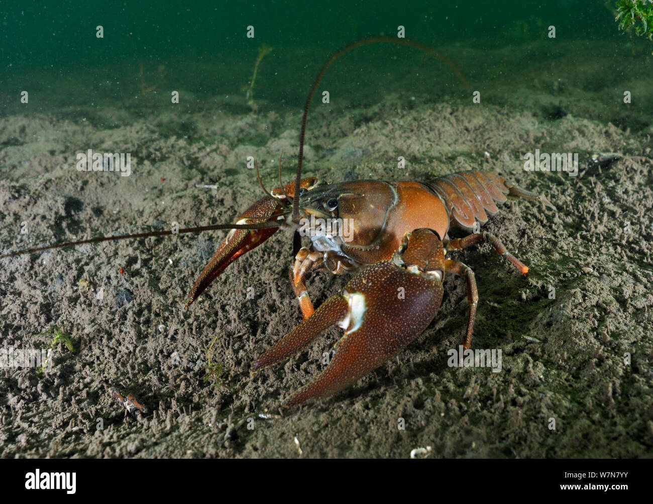 Signal Crayfish (Pacifastacus leniusculus) on lake bottom, Wraysbury