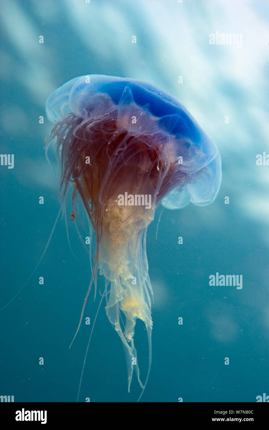 Blue jellyfish (Cyanea lamarckii), Porthkerris Cove, Cornwall, England, UK, June Stock Photo