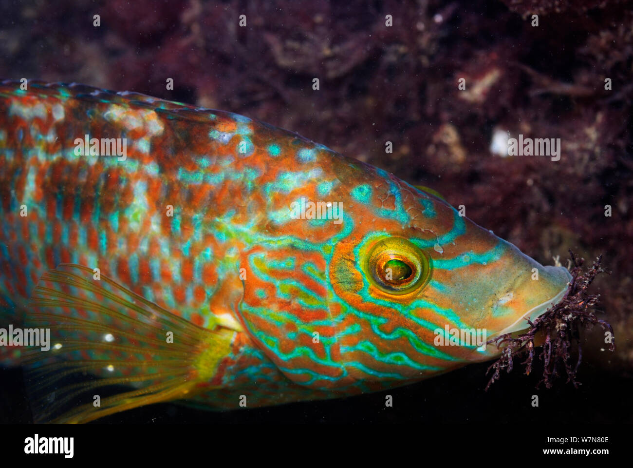 Colourful fish hi-res stock photography and images - Page 7 - Alamy