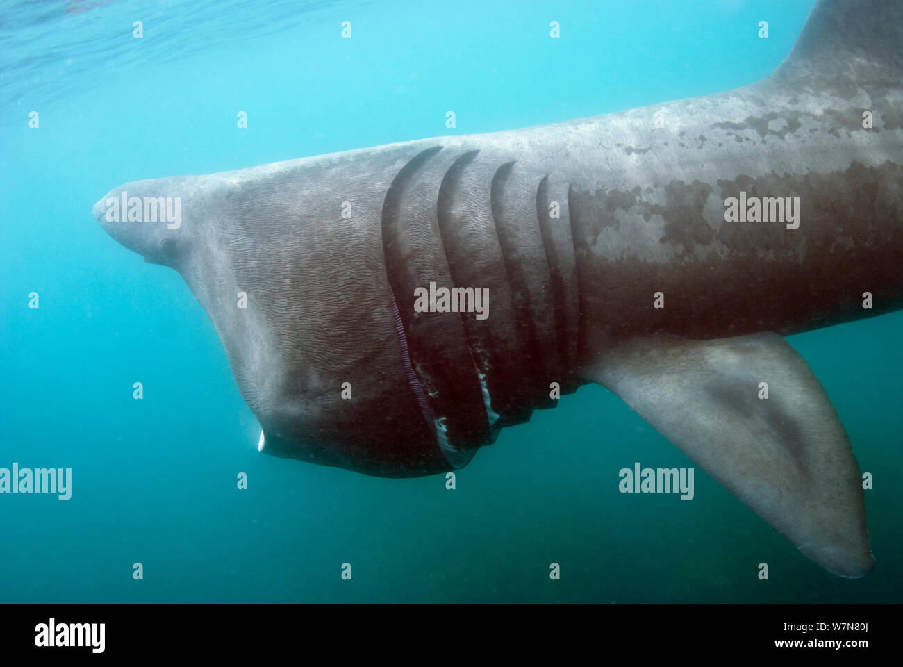 Basking shark (Cetorhinus maximus) feeding, Cornwall, England, UK, June Stock Photo