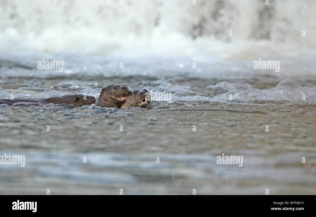 Female European river otter (Lutra lutra) playing with two cubs near a weir, Hertfordshire, England, UK, February Stock Photo
