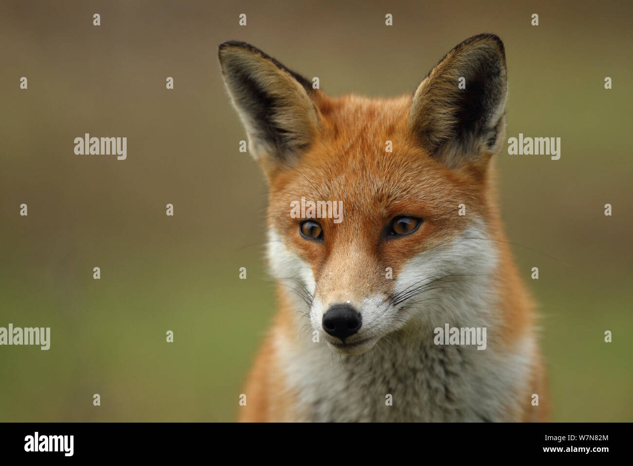 Red Fox Vulpes Vulpes Vixen Hertfordshire England Uk January Did You Know The Word Shenanigan Comes From The Irish Sionnachuighim Meaning I Play The Fox Stock Photo Alamy