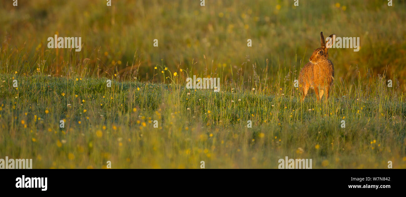 Brown hare (Lepus europaeus) in meadow in summer, Scotland, Uk Stock Photo