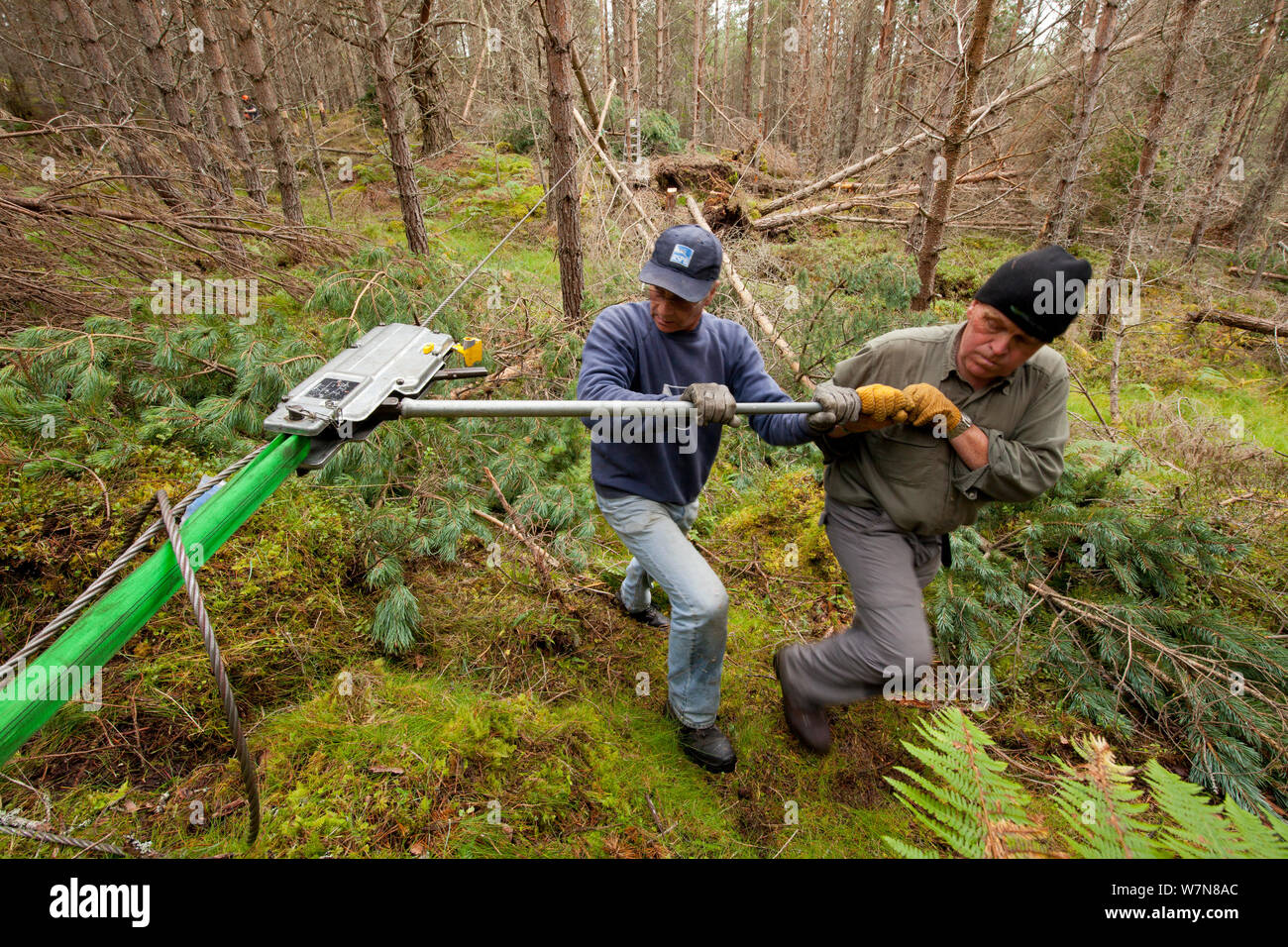 RSPB staff and volunteers tree pulling pine trees in plantation to create open habitat in woodland, RSPB Abernethy Forest Reserve, Cairngorms National Park, Scotland, UK, September 2011. Model released Stock Photo