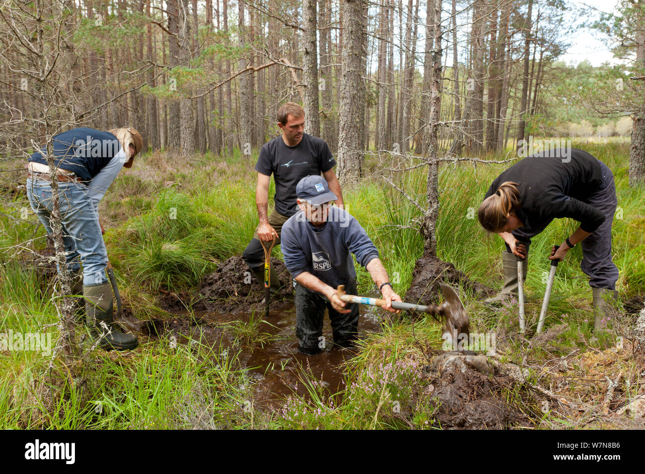 RSPB staff and volunteers building a natural dam to create area of wet ...