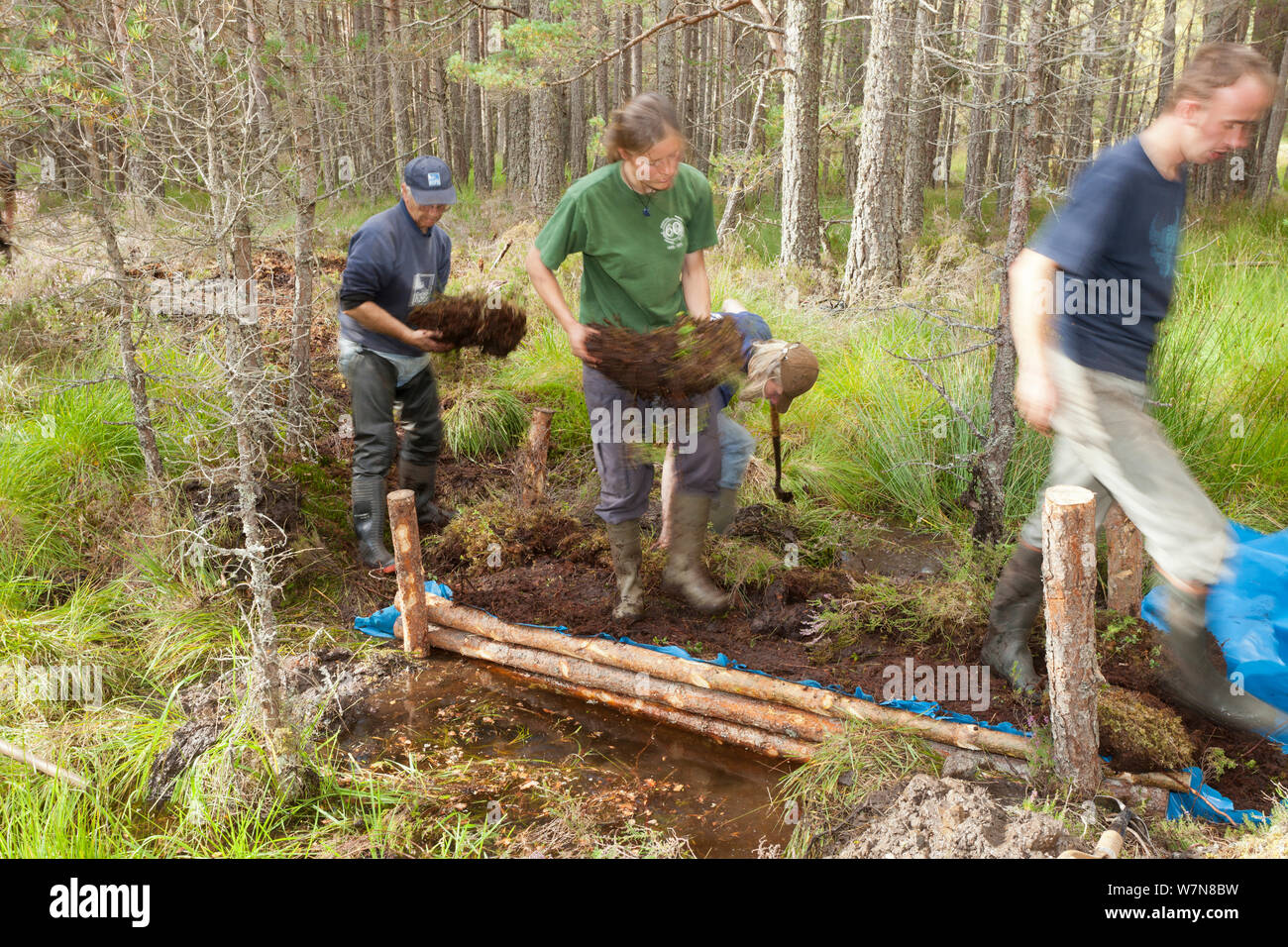 RSPB staff and volunteers building a natural dam to create area of wet woodland, RSPB Abernethy Forest Reserve, Cairngorms National Park, Scotland, UK, September 2011, model released Stock Photo
