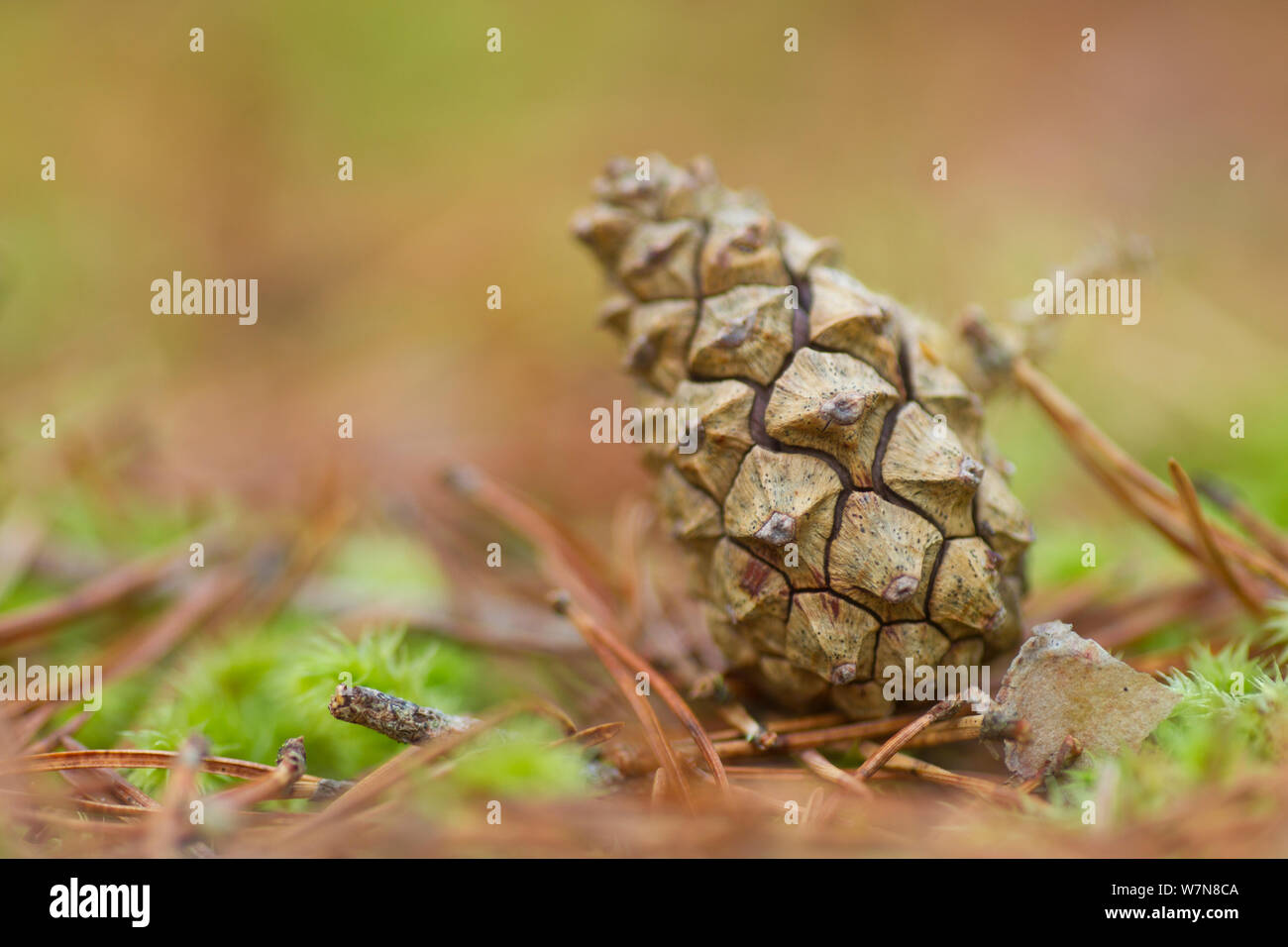 Scot's pine cone (Pinus sylvestris) in pinewood, Abernethy National Nature Reserve, Scotland, UK Stock Photo
