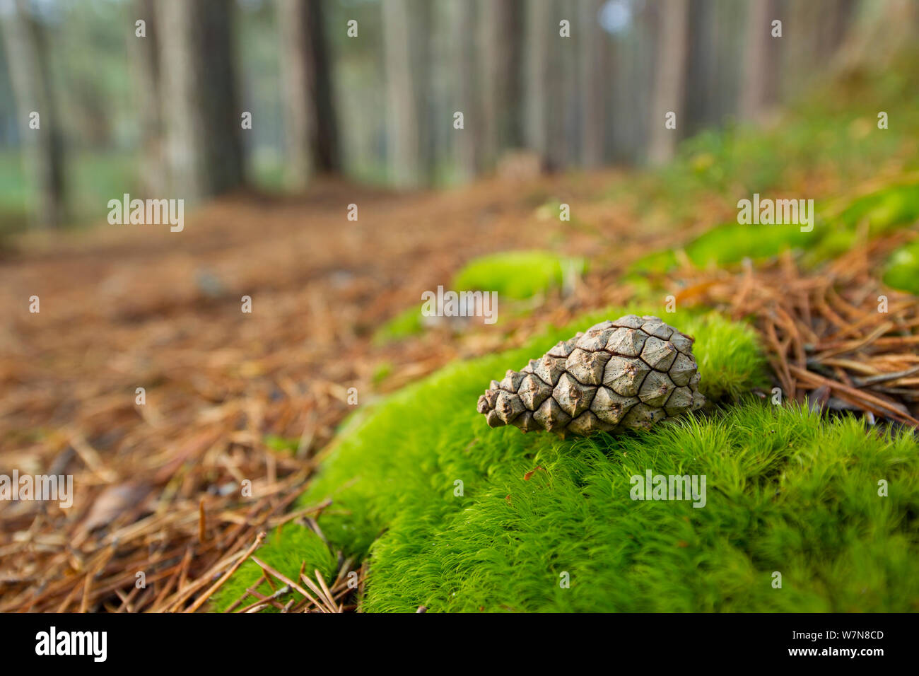 Scots pine cone (Pinus sylvestris) in pinewood, Abernethy National Nature Reserve, Scotland, UK, October Stock Photo