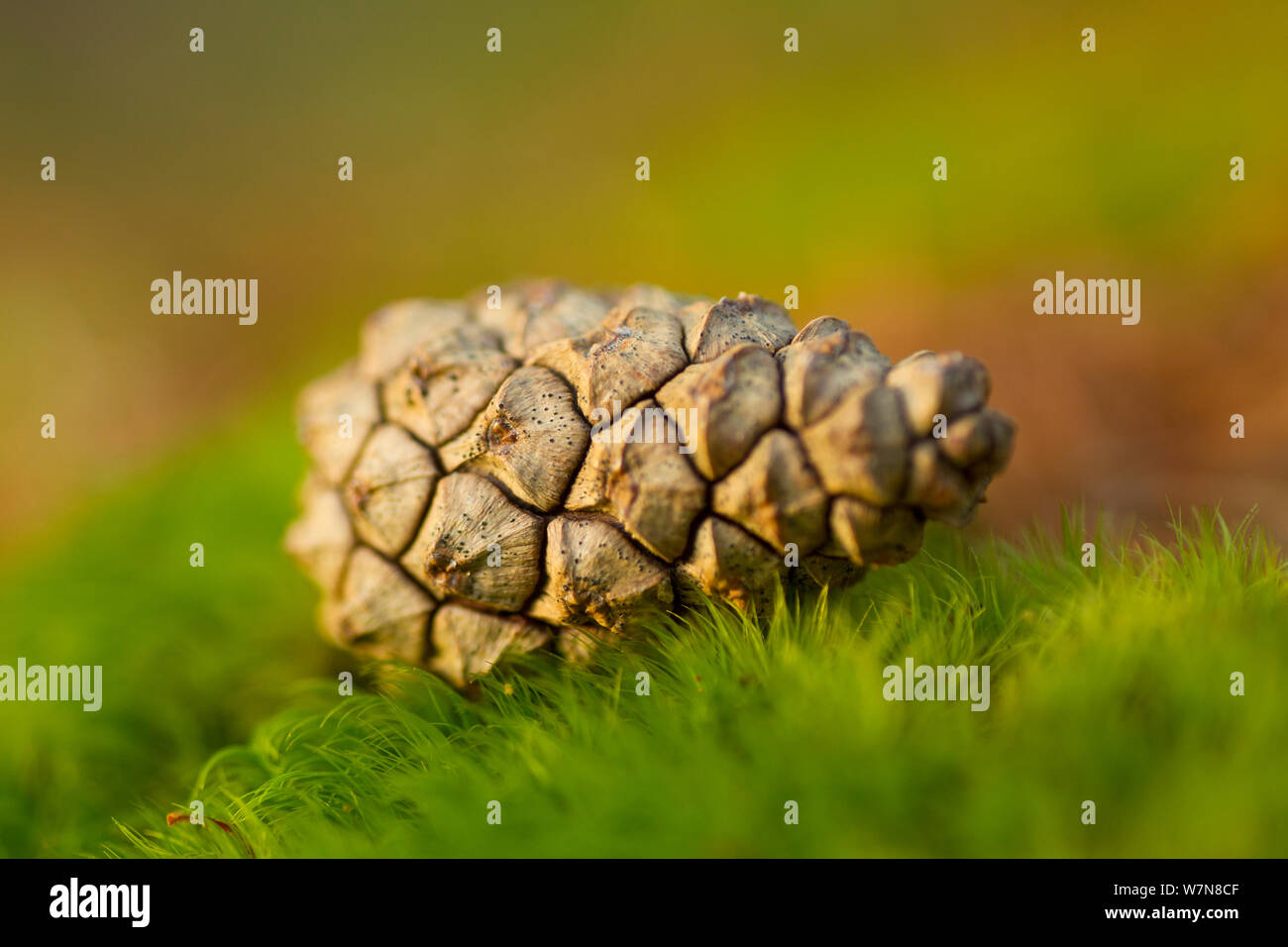 Scot's pine cone (Pinus sylvestris) in pineoowd, Abernethy National Nature Reserve, Scotland, UK, October. Did you know? As well as two national parks, Scotland has a further 47 National Nature Reserves. Stock Photo