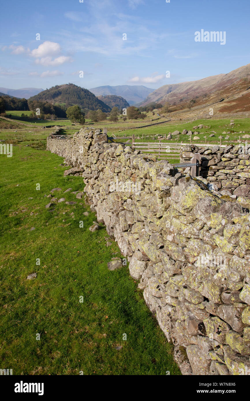 Dry stone wall and sheep fold. Helvellyn, Lake District National Park, Cumbria, September 2011. Stock Photo