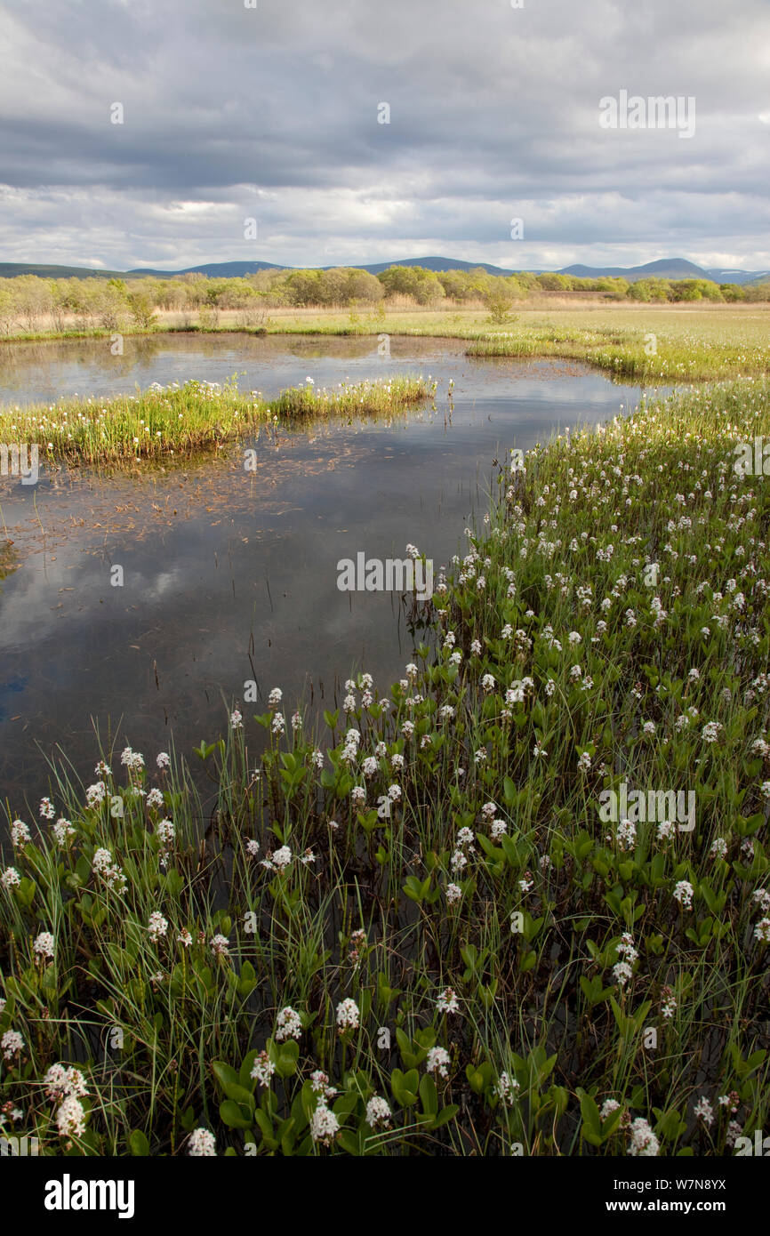 Bogbean / Buckbean (Menyanthes trifoliata) flowering in pool system. Insh Marshes, Scotland, May. Stock Photo
