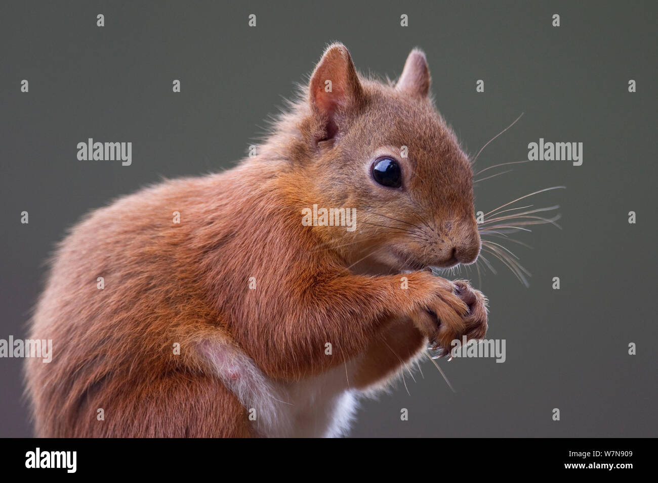 Red Squirrel (Sciurus vulgaris) portrait in red summer coat. Inshriach Forest, Scotland, September. Stock Photo